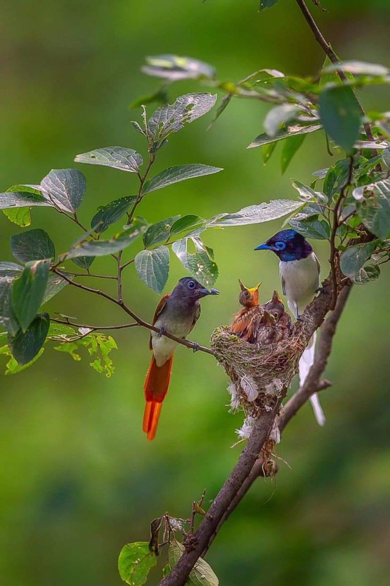 HELLANBIGLOVE's tweet photo. @Greenpeace I've been tweeting about
🌱 #PlantTrees for ages now.
Finally a reaction,there's many people planting like millions of #trees atm
Lots of #biodiversity will give many #criters & #wildlife a home to raise their #families in or under like #fungi too which spider webs 🐝low under https://t.co/z8d6ee8jbc