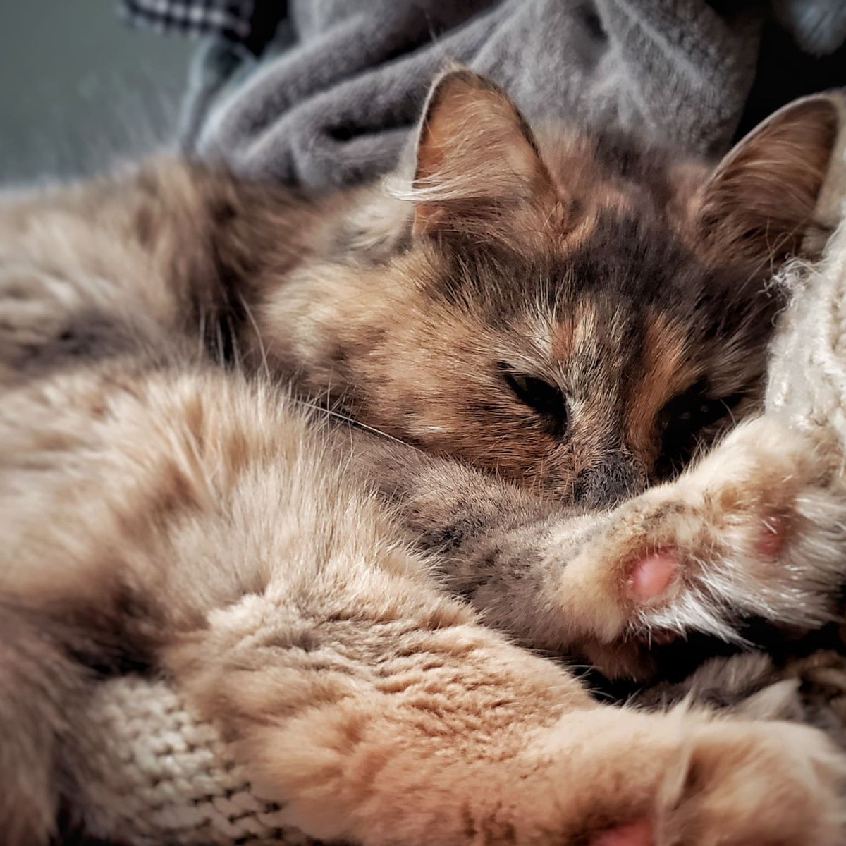 ChenoaBandit's tweet photo. .@KeithHabs This is Stella https://t.co/9IYB3A00OT