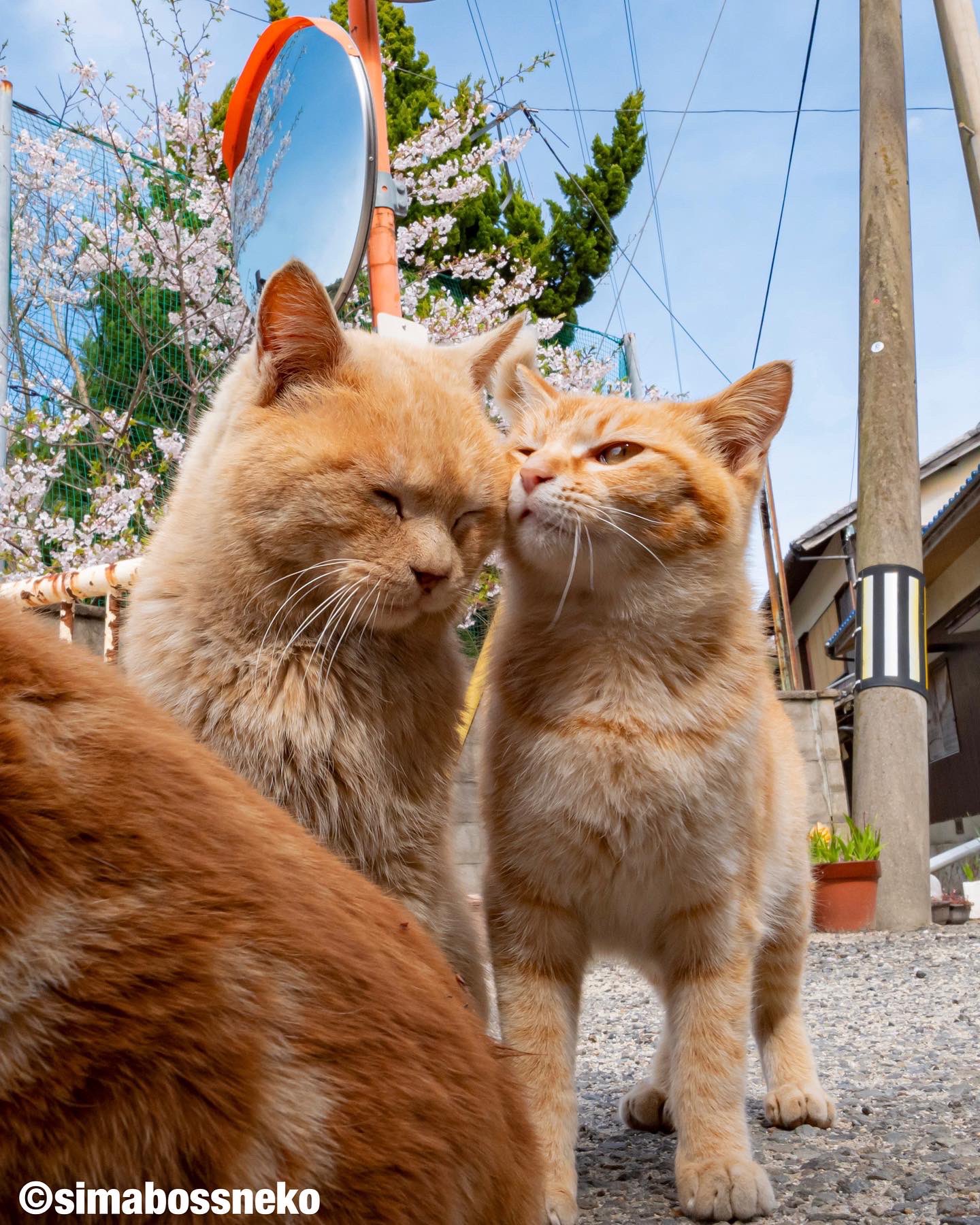 Simabossneko Simabossneko Twitter