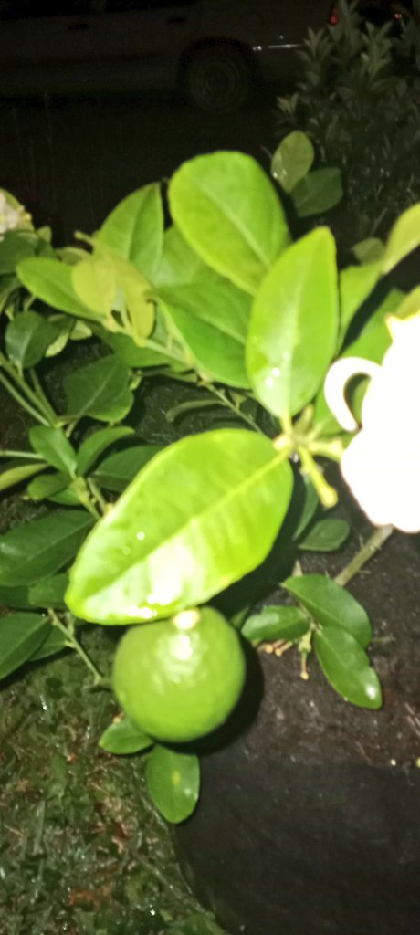 13OnThGrind's tweet photo. Future lemonade to bee 🐝🍯
Courtesy of dat lemon tree 🍋🌳 https://t.co/UZVzyvo94L