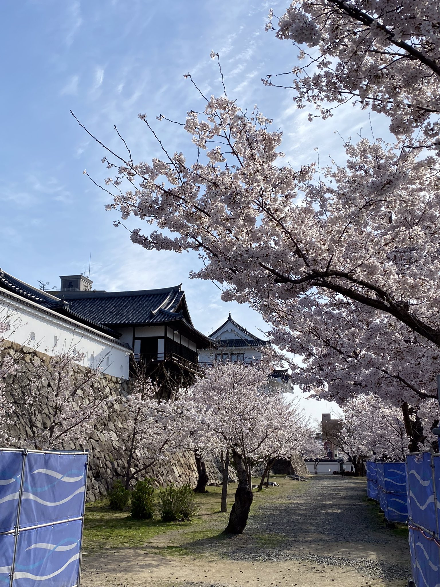 福山城博物館友の会 公式 本日 福山城 の桜 だより 桜の開花が進み 福山城公園 は 満開 いまが見頃です 今週末は お花見 を楽しめるピークとなると予想されます 伏見櫓 湯殿周辺がきれいです 福山市 広島県 桜開花 福山アンバサダー
