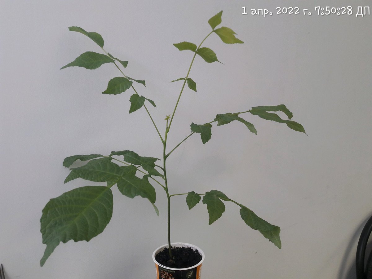 Дмитрий⚡ (@dim_14836) on Twitter photo 