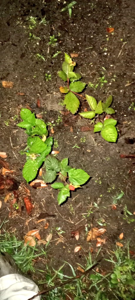 13OnThGrind's tweet photo. Blackberry canes https://t.co/RMYT1I3zRY
