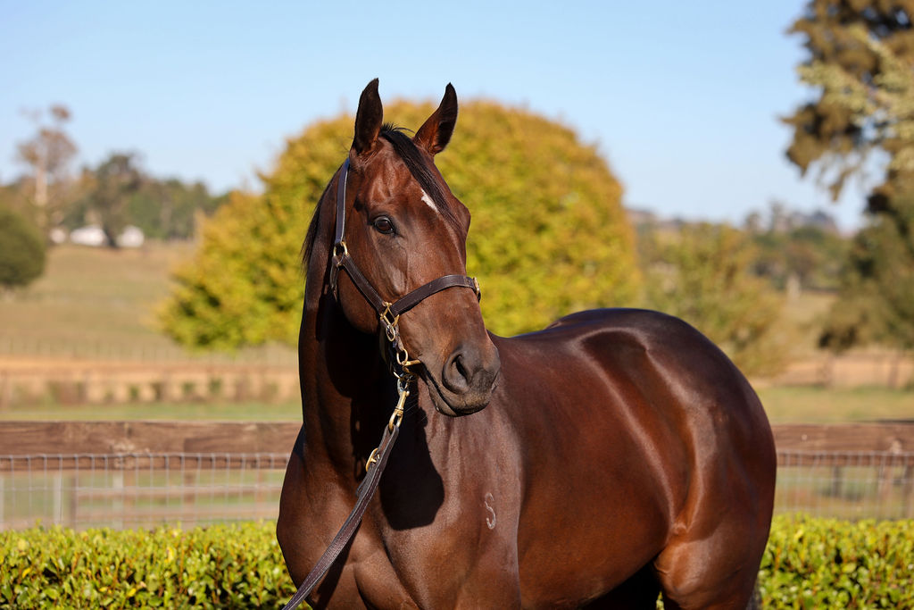 gavelhouse's tweet photo. Festivity update - @TeAkauRacing's stakes winning I Am Invincible mare is set to sell tonight from 7pm (NZ). Her current bid at the time of posting is $327,500.
📲 https://t.co/cZYEG1r5KQ https://t.co/zqK9Tl4BVx