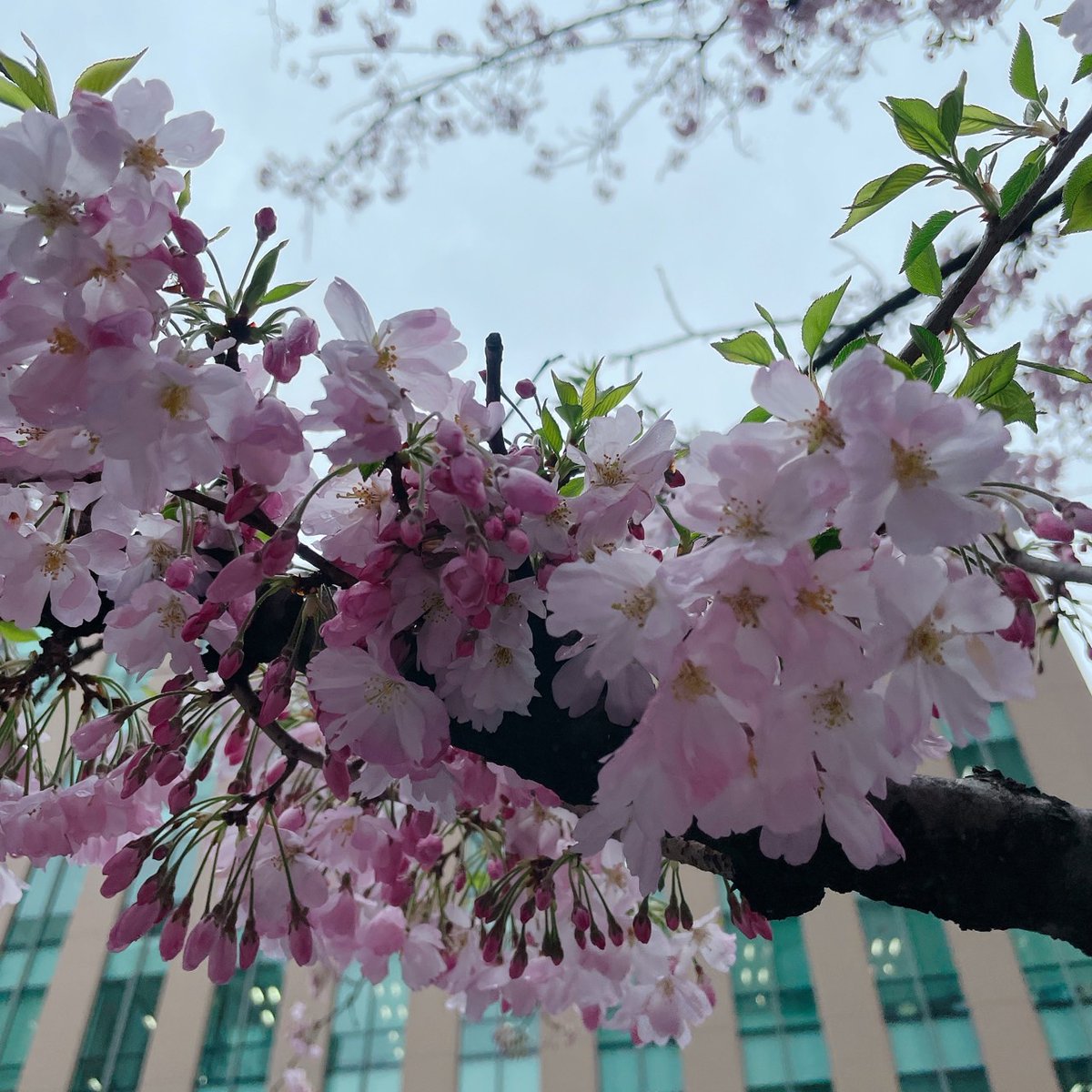 KARADAMARCHE's tweet photo. こんにちは。カラダマルシェです🐼

東京神田の現在の天気は曇りのち晴れ、気温は9度です。
新生活を迎えられた皆様おめでとうございます！💐
慣れない環境で心身共に疲れやすくなると思います、そんな時こそどうぞご自身のケアを大事にしてくださいね😊

4月もよろしくお願いいたします！🤗✨ https://t.co/MxEfChU8iS