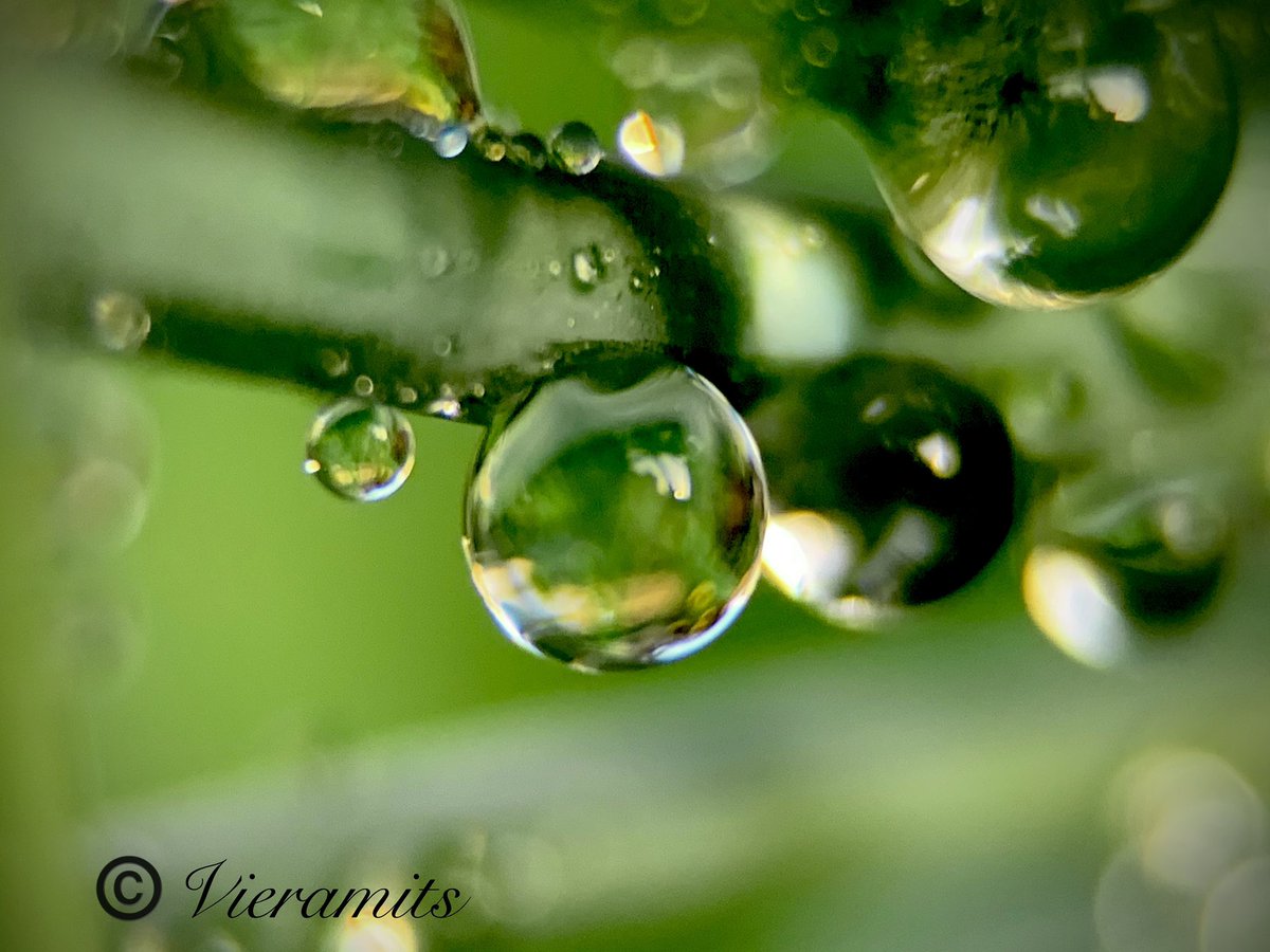 Viera_mits's tweet photo. Beautiful Friday 💚💦💧
#NaturalBeauty #NatureFriends #Naturephography #leaf #droplets #green https://t.co/7VCGCm5Yub