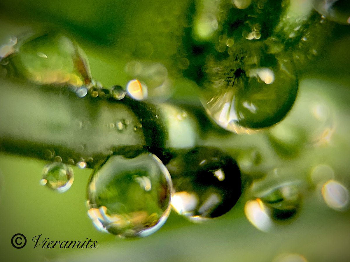 Viera_mits's tweet photo. Beautiful Friday 💚💦💧
#NaturalBeauty #NatureFriends #Naturephography #leaf #droplets #green https://t.co/7VCGCm5Yub