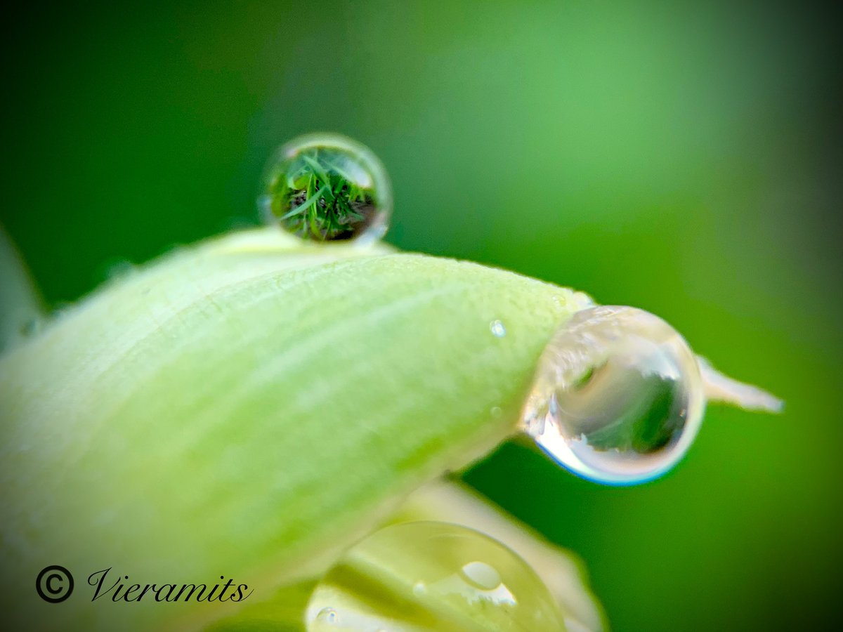 Viera_mits's tweet photo. Beautiful Friday 💚💦💧
#NaturalBeauty #NatureFriends #Naturephography #leaf #droplets #green https://t.co/7VCGCm5Yub