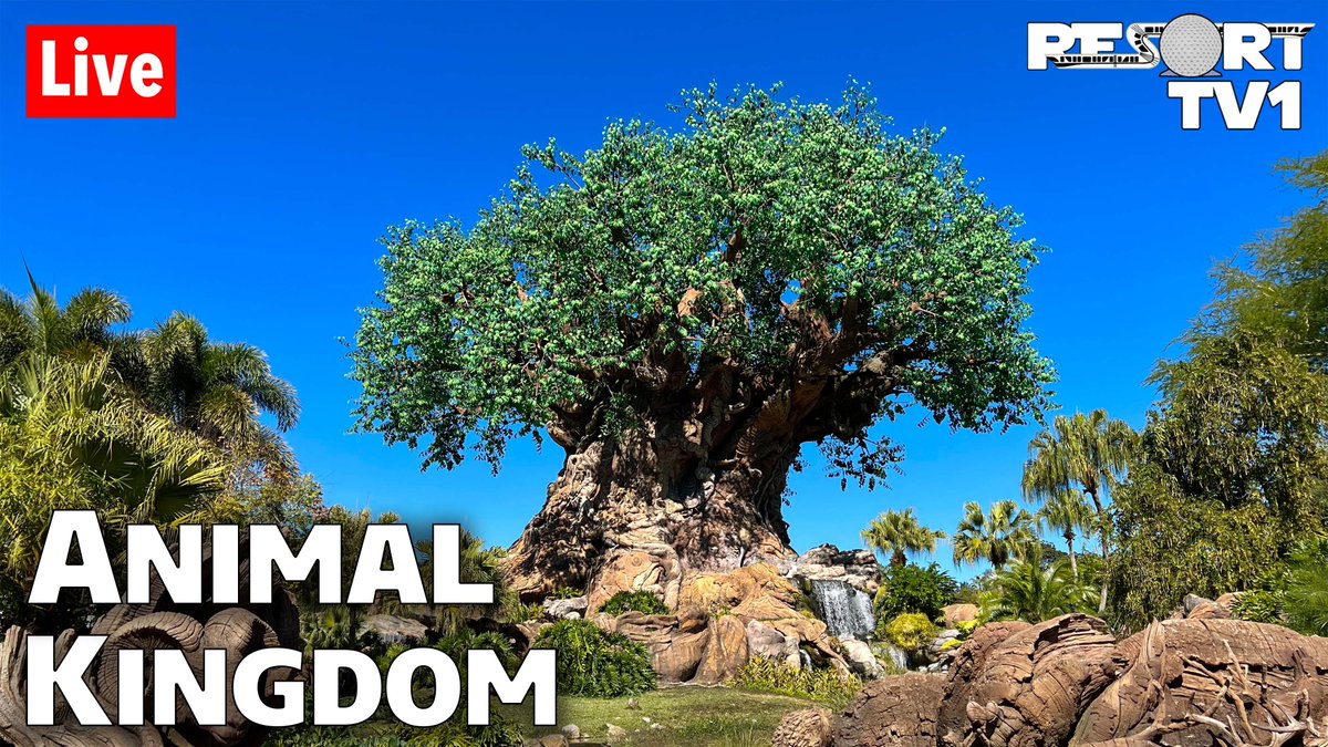 ResortTV1's tweet image. Join us tonight at 5:00pm ET for a Wild Time at Disney's Animal Kingdom!  

The stream will be live here - youtube.com/watch?v=ViF_jf…  

Don't miss the Kilimanjaro Safari and much more!  We'll also enjoy some relaxing strolls around the park and some shopping!  See you at 5pm ET!!