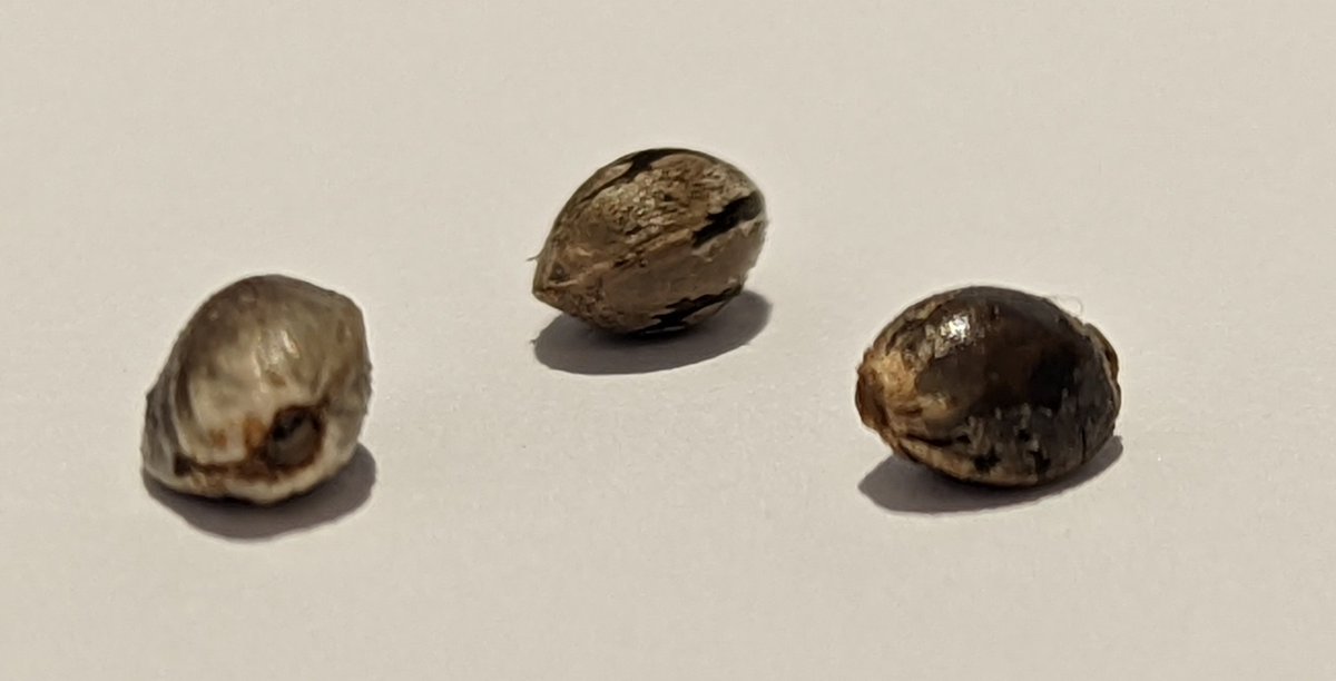 breeder_steve's tweet image. Seed from Laos brick weed.