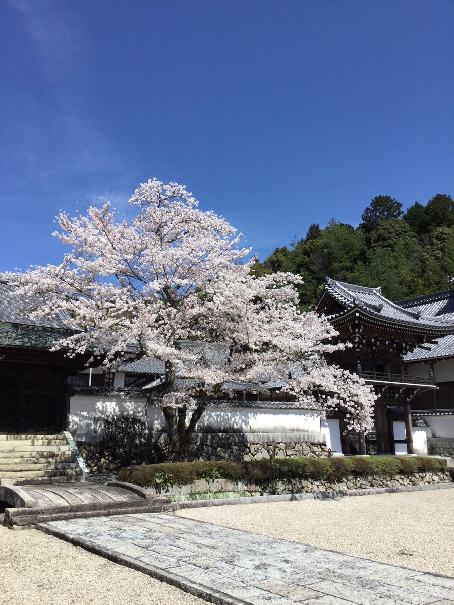 sesshutei's tweet photo. 今日(4月1日) 常栄寺雪舟庭の桜です🌸満開です( ◠‿◠ )
新年度スタートにふさわしいお天気ですね☀️

今日から閉門時間が17時(10月31日まで)になります。 https://t.co/c6aHVu7NHi