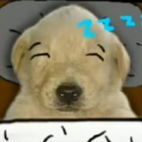 💤💤