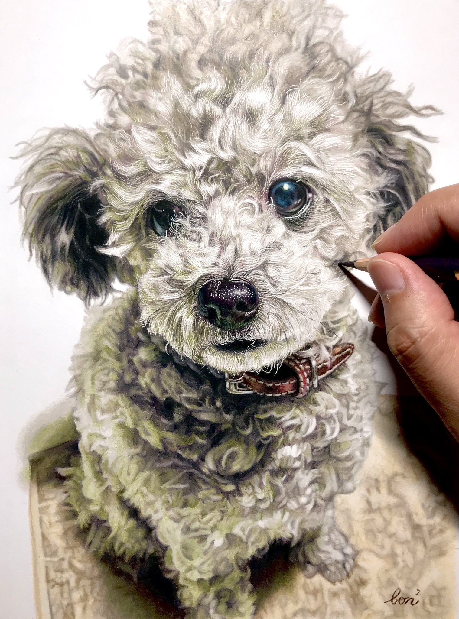 ぼんぼん 色鉛筆で描いたトイプードル 色鉛筆画 イラスト 色鉛筆画上達ドリル T Co 1oetpwie3p Twitter