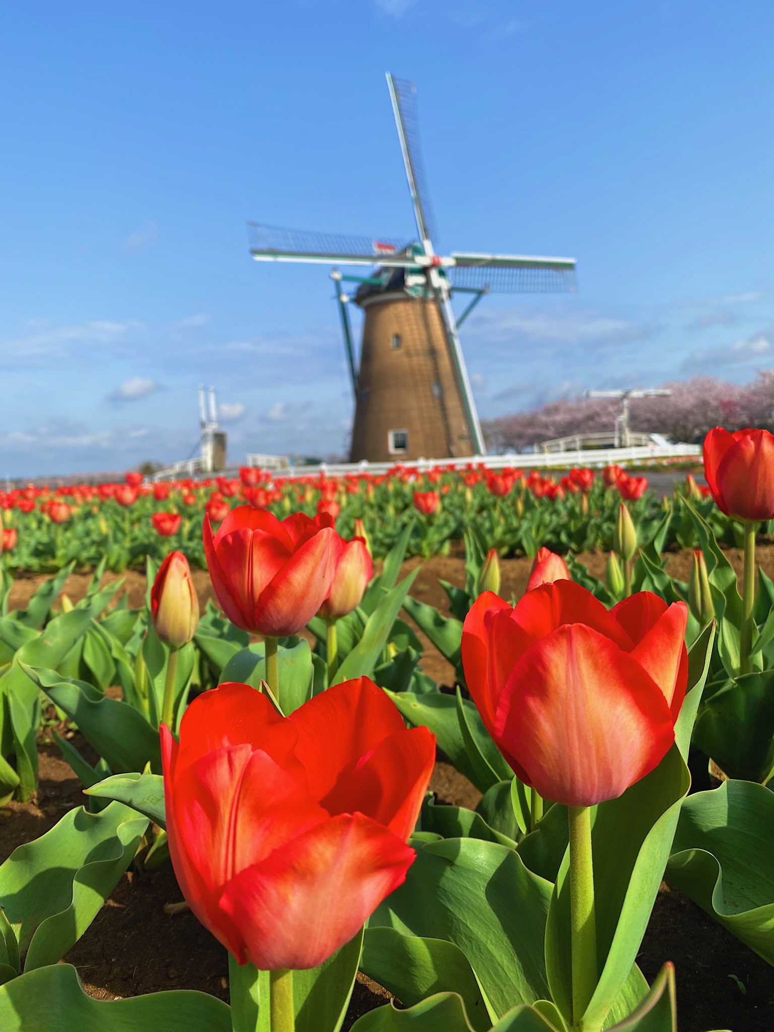 チューリップフェスタ Twitter Search Twitter