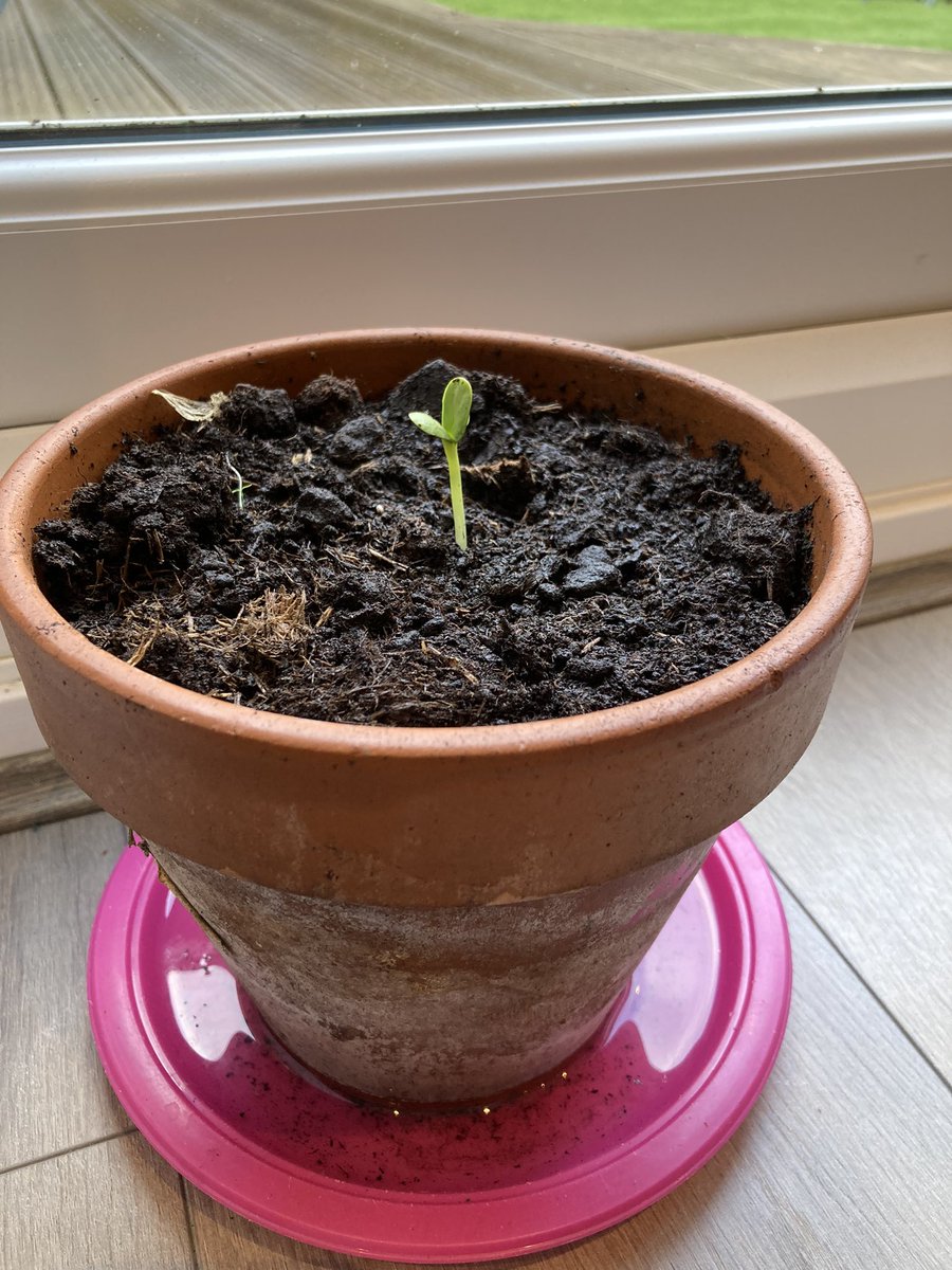 SarahMusgrave's tweet photo. @SJohnsAcademy our sunflower is getting off to a good start 🌻 https://t.co/4zzigUKVPT