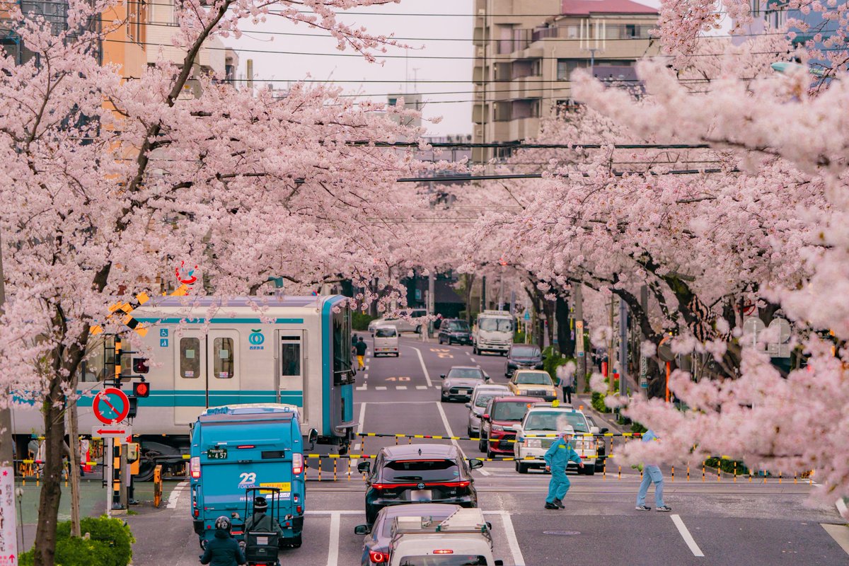 おまかせＰ tweet media