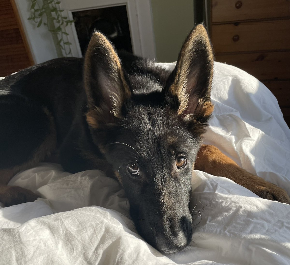 Libertiesboy's tweet photo. My pal Frankie. 5 months old. https://t.co/Qssx44CBjK