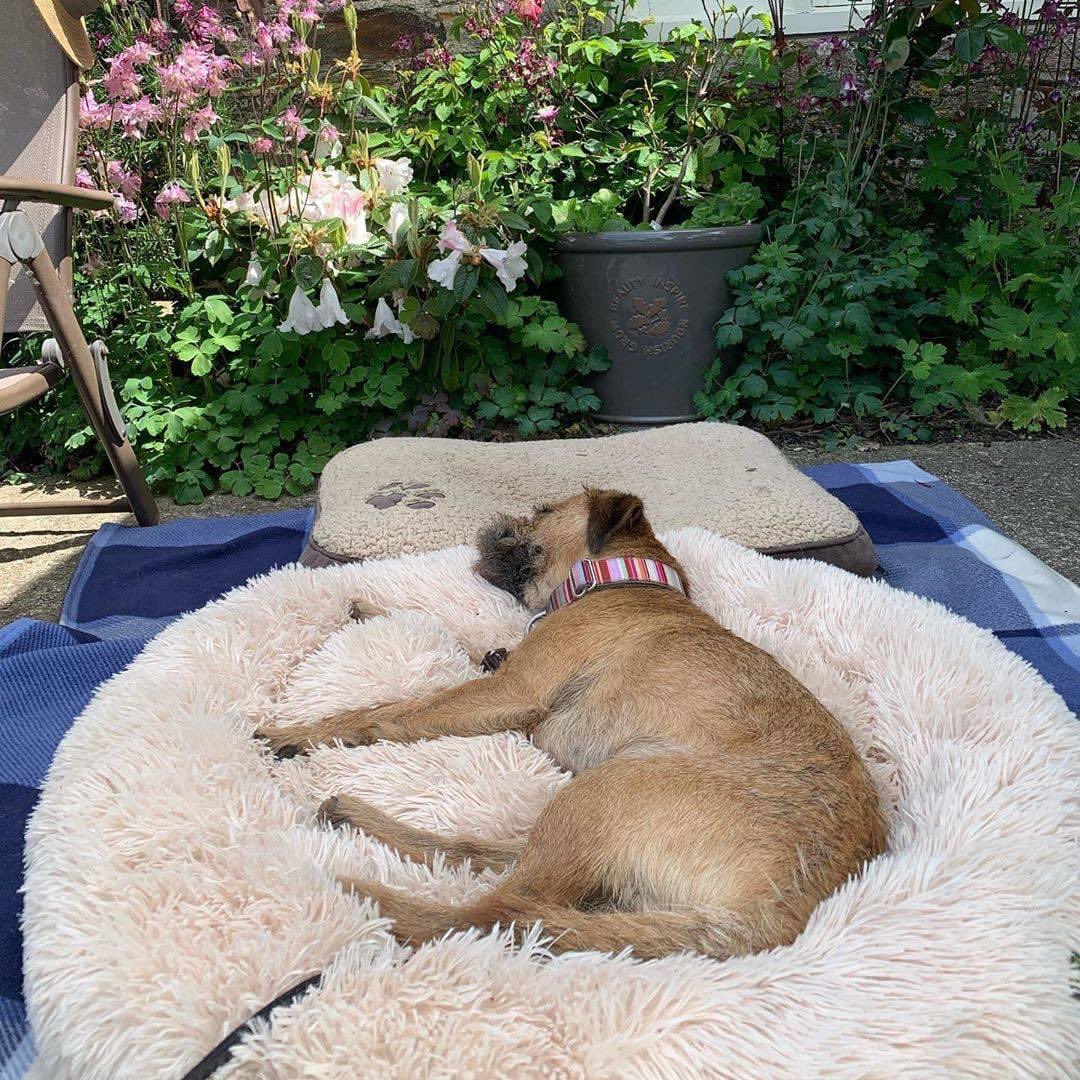 AcademyPaw's tweet photo. 🐶😴💤 Took Buddy about 5 mins to make a move towards the bed but as you can see he is there and asleep already so I think it's a big pooch YES! 🤗🙏💕.

Nothing better than Calming Dog bed! 

Get yours here : https://t.co/OfHX2RA1C7 https://t.co/S2NI3n4Dlx