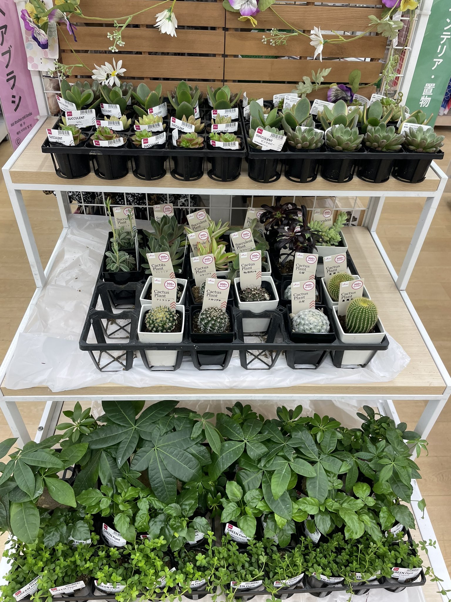 Myao みゃお ダイソーさん 入荷したてだけど ラブリーローズとチワワエンシス居ない 100均多肉 ダイソー多肉 T Co Jg8e1vv9zx Twitter