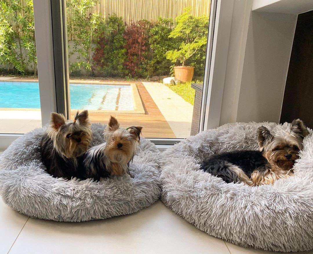 AcademyPaw's tweet photo. Just chillin...
Nothing better than a comfy bed! The most heavenly Dog Bed on the Market!
Over 50.000 bed sold last year .

USA Company.

80% OFF + FREE Express Shipping.

Get yours here : https://t.co/OfHX2RztMz

Source: miniandgoliath https://t.co/O2btsthXDd