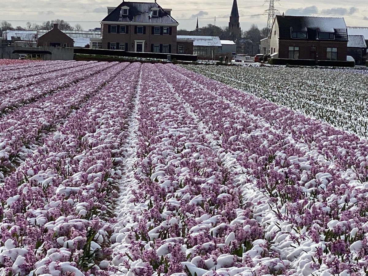 Fleuroselect tweet media