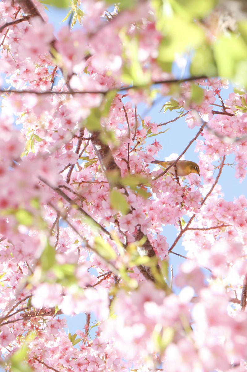hiroooophoto's tweet photo. サクジロー！

#ファインダーは私のキャンパス
#ファインダー越しの私の世界
#カメラ好きな人と繋がりたい
#写真撮ってる人と繋がりたい
#ダレカニミセタイケシキ
#キリトリセカイ
#東京カメラ部 #広がり同盟 https://t.co/Pwj2aGUwB9
