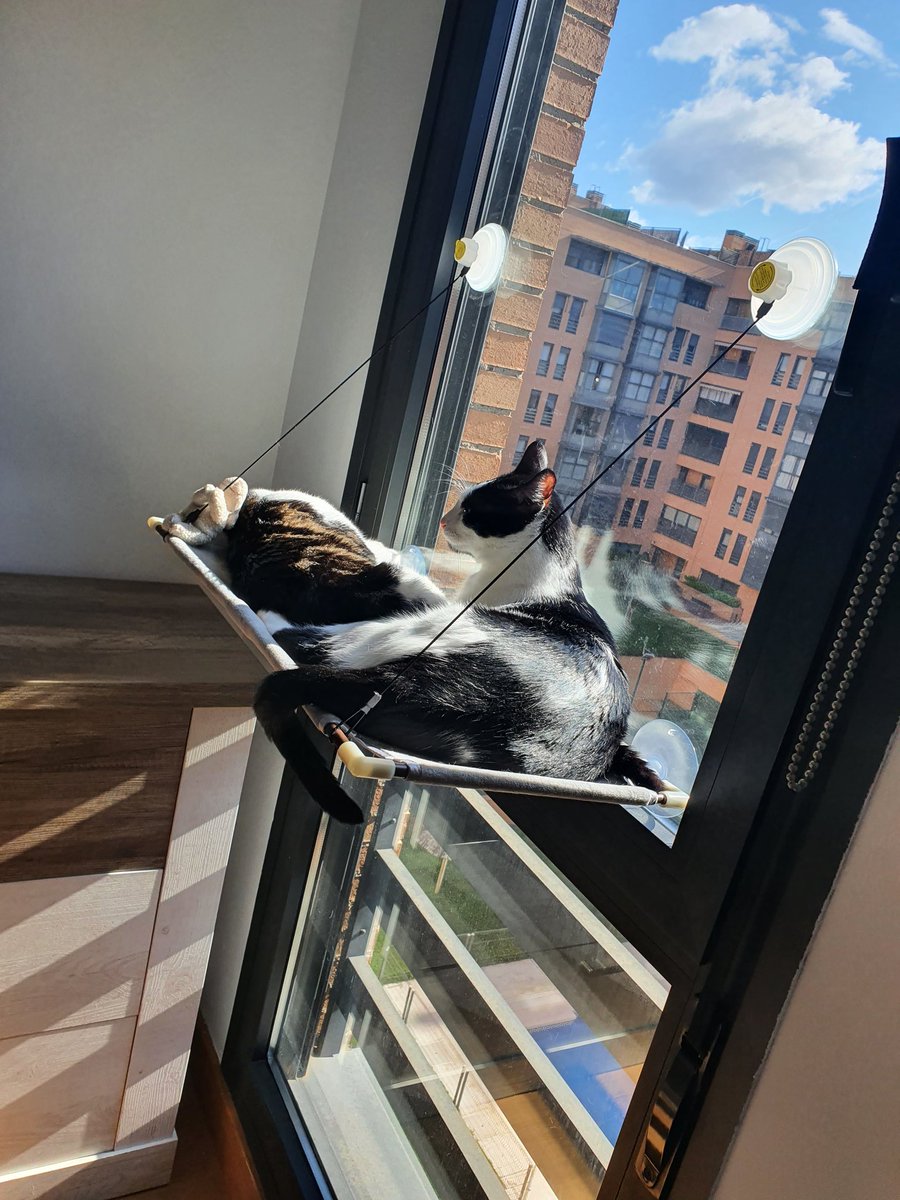 Virginia Nistal Martínez tweet media