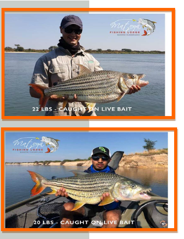 StaceyGreef's tweet photo. Nestled in a grassy wetland enclave, lies the environmentally friendly Matoya Fishing Lodge.
Open annually from May to November.
BOOK NOW!!!
T's &amp; C's Apply
Facebook: https://t.co/ijAJAHlLyz
Email: stacey@evatravel.co.za
Web: https://t.co/I7404OwekO https://t.co/RN3jXeZzap