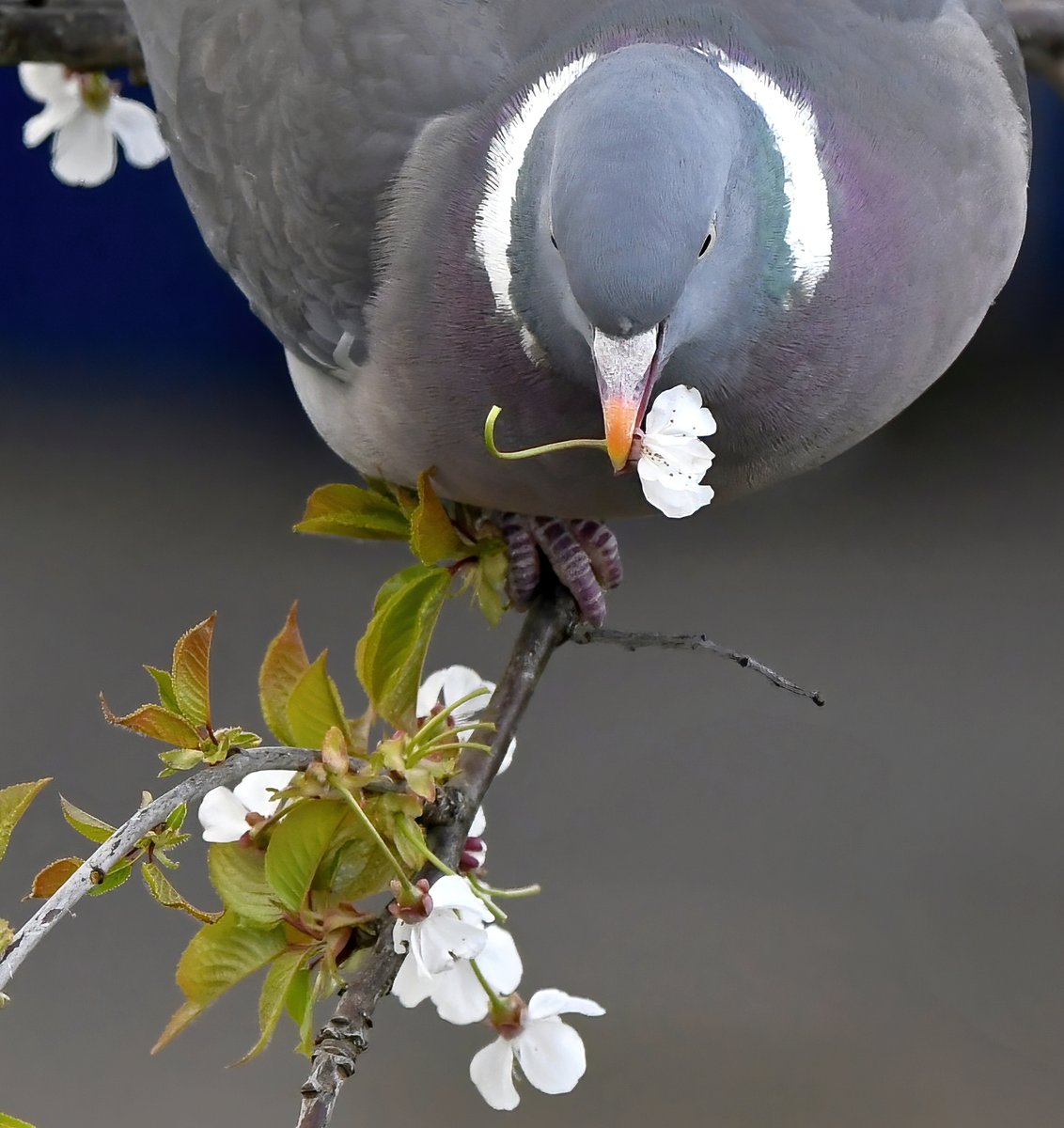 I found the blossom thief!!