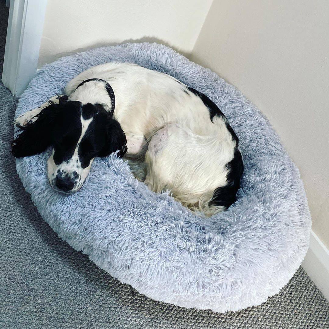 AcademyPaw's tweet photo. "This bed was delivered this morning and my dogs have yet to leave it. I’m working in my home office with it under my desk they immediately got in and started snoring not even the ups guy at the door disturbed them. Soft fluffy and warm."

Get yours here : https://t.co/OfHX2RztMz https://t.co/VQsHlJookH