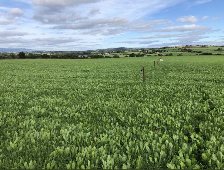 mcdonnellbros's tweet image. REMINDER: Applications are now open for the DAFM Multi-Species Sward Scheme. Apply online through www.ag food.ie before the closing date of 4th April 22.