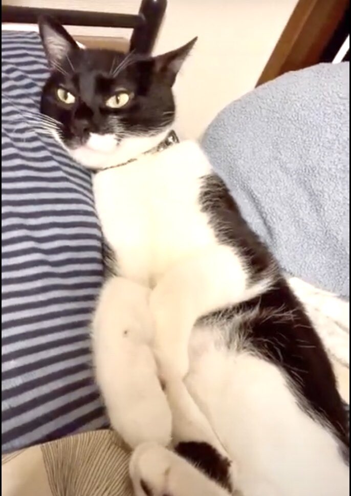 youtube.com/shorts/pSUfX2L…

#おむすびkun
#お気に入りの場所
#すっぽり