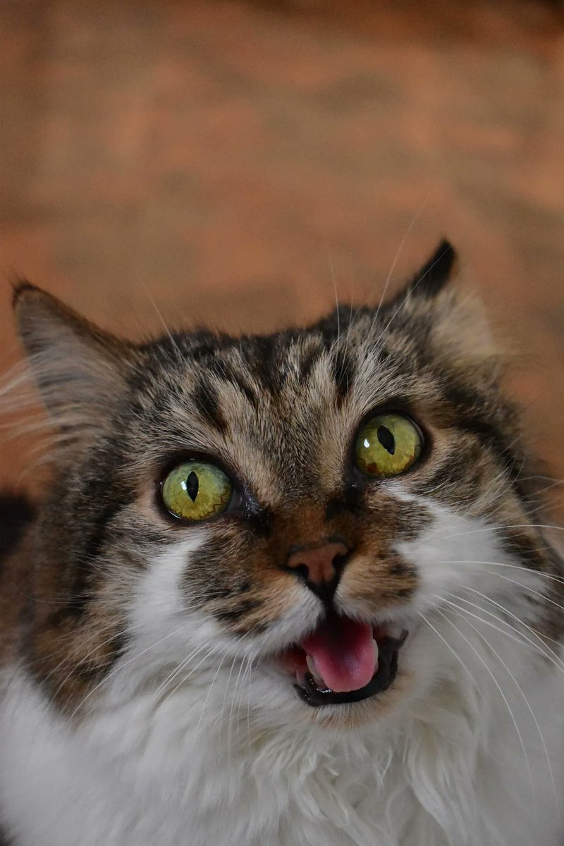 RomneyCats's tweet photo. Happy #AprilFoolsDay from the Romney House #Cats https://t.co/yEReyKQAQe