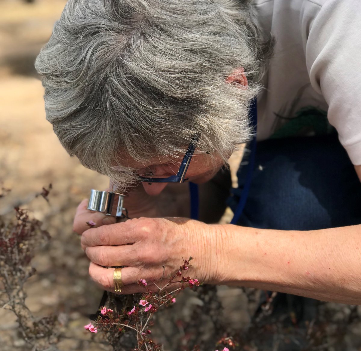 It is hard to wrap your head around the truly inspirational contribution Dr Barbara Rye has made to taxonomy &amp; conservation in Australia throughout her illustrious career. We are all very grateful. Also happy to know we will still see her at #WAHerbarium even after retirement!