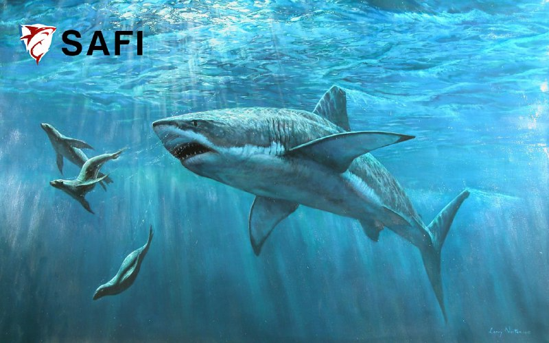 📌 How to earn your profits right here 👇👇👇

👉 STAKE AND EARN $FSHARE sharkfi.finance/cemetery/Tshar…

👉 EARN MORE $SAFI IN MASONRY sharkfi.finance/masonry

Combined with Fantom Opera Network - Platform with great developments
👉 Your profits will be maximized 🤩🤩