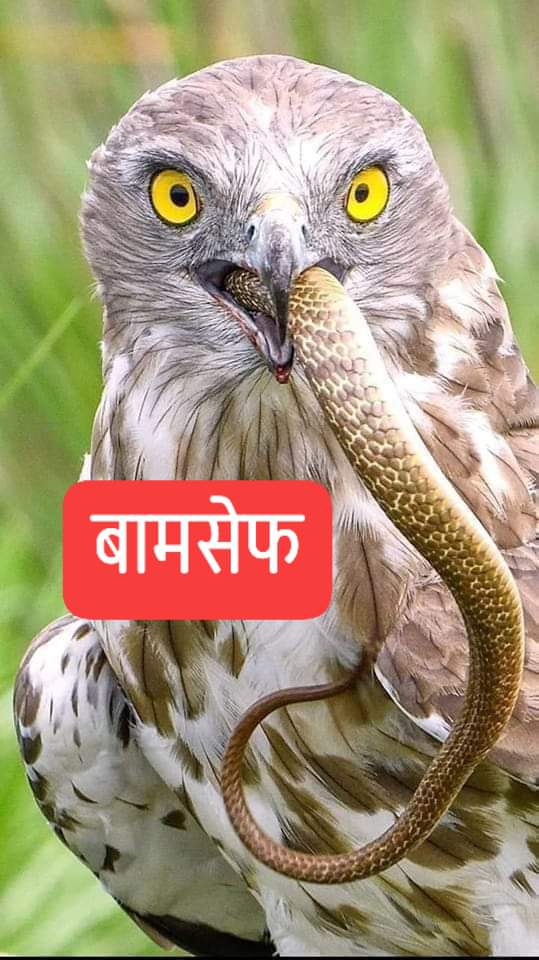 badal_aakash's tweet photo. *अगर हालात पर तुम्हारी पकड़ सही है तो यकीन मानो बस इरादे मजबूत रखो फिर जहर ��गलने वाले भी तुम्हारे सामने घुटने टेके गे....
तेरे जहर का इलाज हु मै।
तु जहर हैं,तो बाज हूँ मैं।
हाँ बामसेफ हूँ मैं।।।* https://t.co/P0BTIcGikX