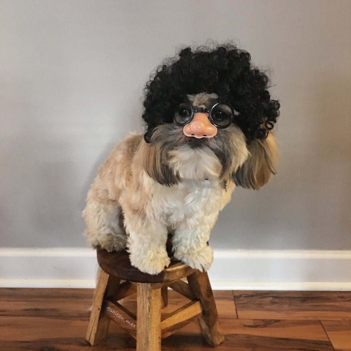 shihtzu_max's tweet photo. Meet my new brother Groucho Barks !! Isn’t he a cutie pie 🥸  just kidding…. It’s me Max !! #aprilfools #AprilFoolsDay #AprilFoolDay https://t.co/C2dQaBjdJC