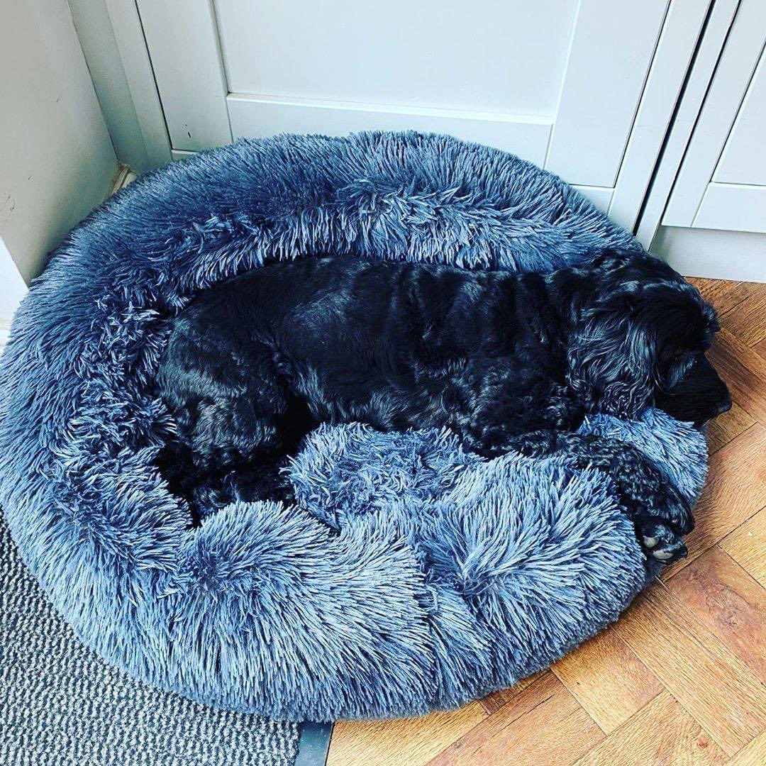 AcademyPaw's tweet photo. Sleep all day and sleep all night!!!

Nothing better than calming dog bed! 
USA Company 

The Calming bed - solutions to help your dog sleep better.

Get yours here : https://t.co/OfHX2RztMz https://t.co/6cT6Qmb2Yu