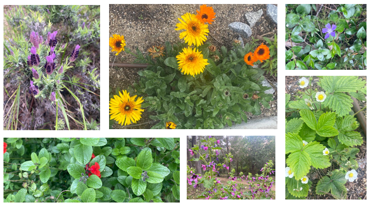 boscturull's tweet photo. Bon divendres i bon mes d'abril!💐
Us deixem un repàs dels canvis que hem vist al #BoscTurull al llarg de l'últim mes, ben aviat podreu llegir-los tots al nostre butlletí! ✉️ℹ️
Reconeixeu totes les flors que apareixen a la imatge?
#CalendariNaturalVallcarca https://t.co/9SYpp2JAWt