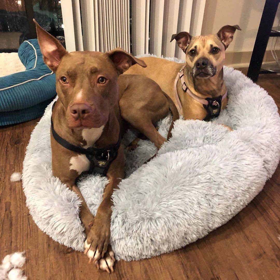 AcademyPaw's tweet photo. We are super excited to try out our new Calming bed! With a new move in our near future we hope it’ll help us settle in nicely... 🐶 💤

Nothing better than calming dog bed! 
The Calming bed - solutions to help your dog sleep better.

Get yours here : https://t.co/OfHX2RztMz https://t.co/t3DM1CvajM