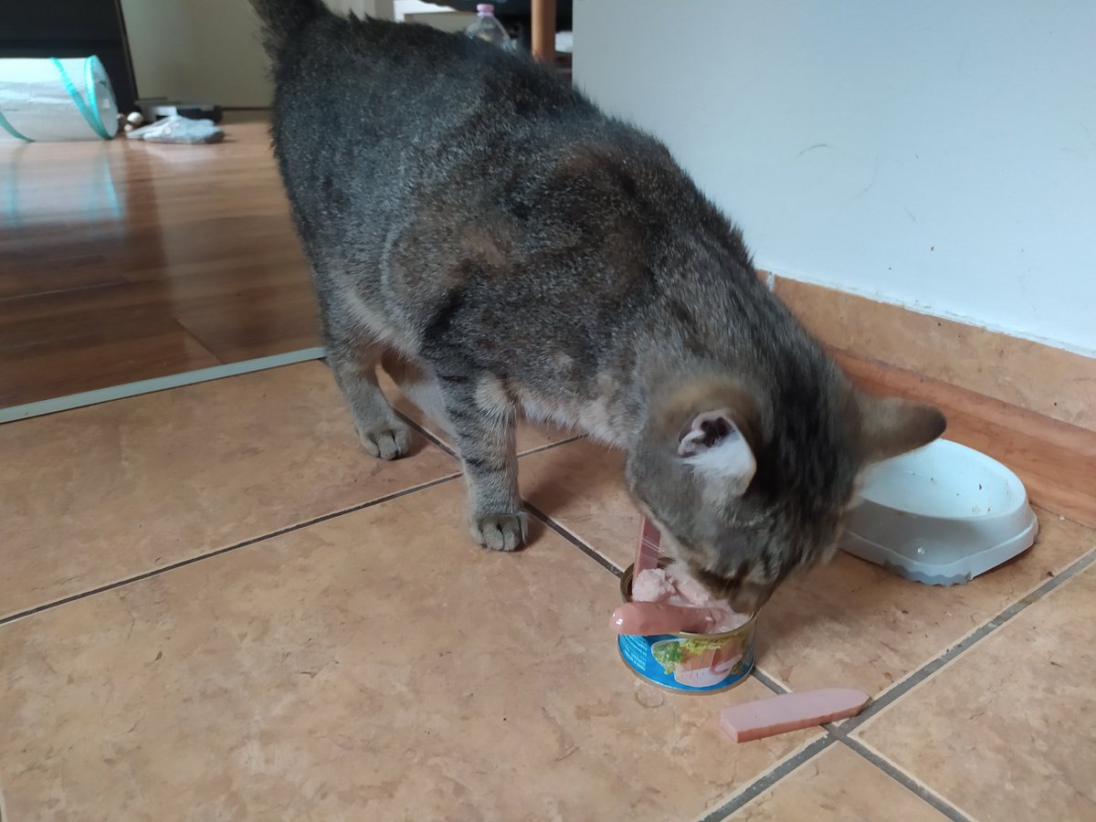 balazsjbr's tweet image. Szülinapi tonhal konzerv #3év