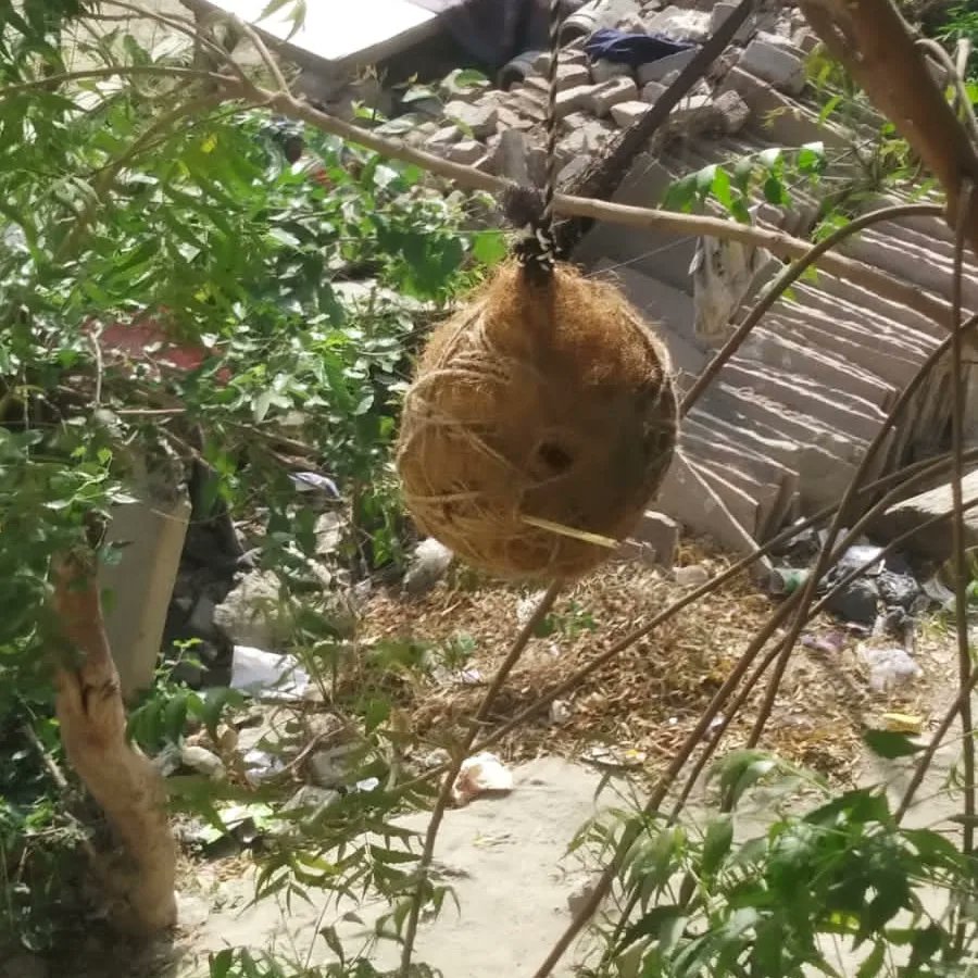 HCL_Foundation's tweet photo. #HCLFoundation under #HCLHarit  with @ecorootsfoundtn conducted nest making workshops for 270 students including teachers in Gurukuls in Noida. They learned #birdnestmaking &amp; the importance of balanced ecosystem from  #NestManofIndia Mr. Rakesh Khatri. #EnvironmentEducation https://t.co/YHB76TV1c6