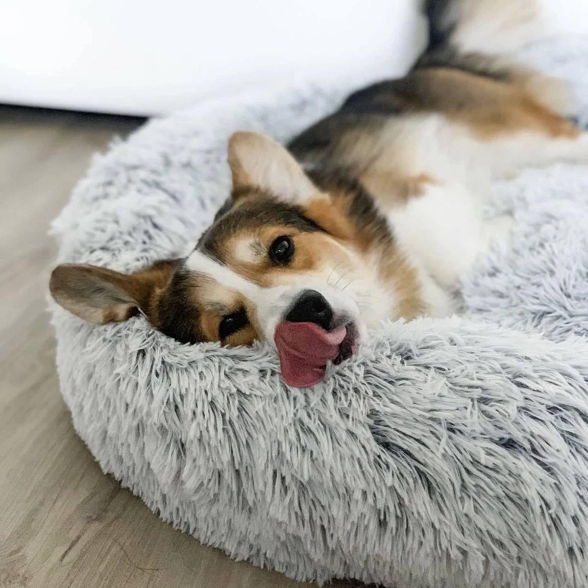 AcademyPaw's tweet photo. 😍June loved it from the First minute and is still happy. Our dog 👑 has a comfortable bed 🥰. Now its even better to stay at home- keine Werbung!!!!

Nothing better than calming dog bed! 

Get yours here : https://t.co/OfHX2RztMz https://t.co/iu3z6bYV6B