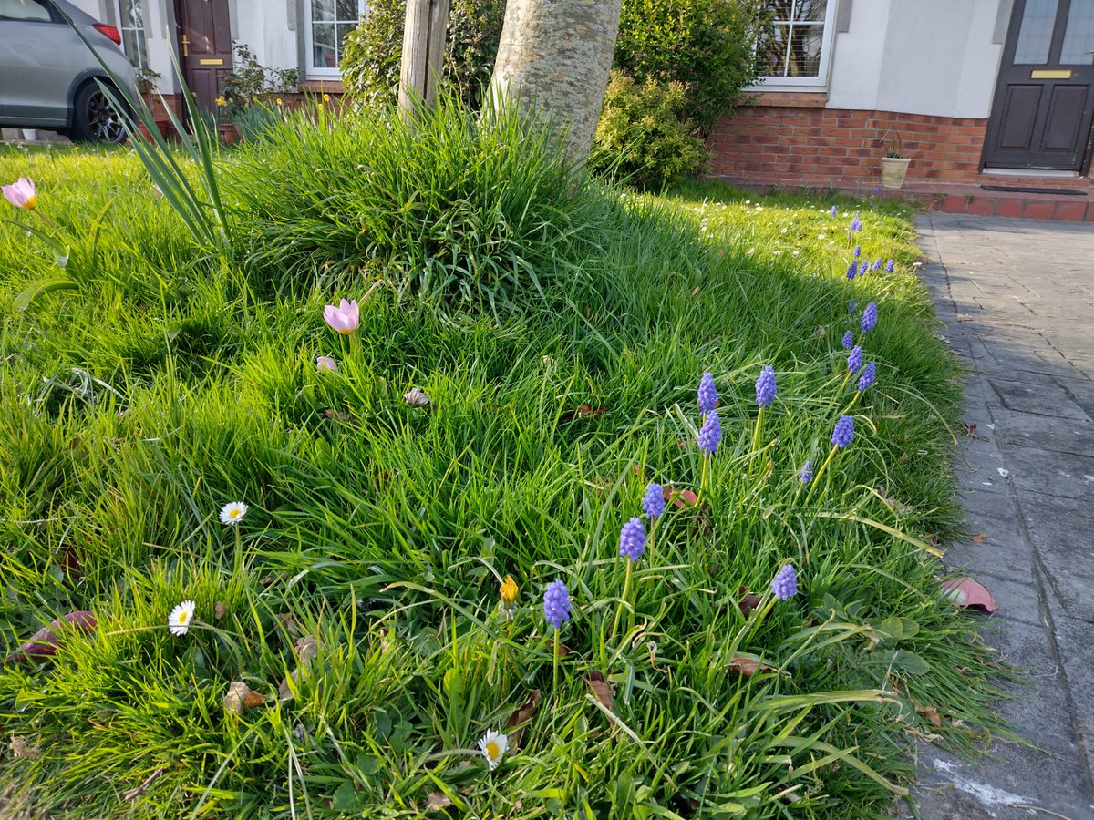 PollinatorPlan's tweet photo. Crocus has finished flowering but the purple Grape Hyacinth has stepped in to provide pollen/nectar! Bulbs are a very sustainable way to help pollinators in your garden. #BulbsForBees @GaisceAward https://t.co/clwu0cpYxe