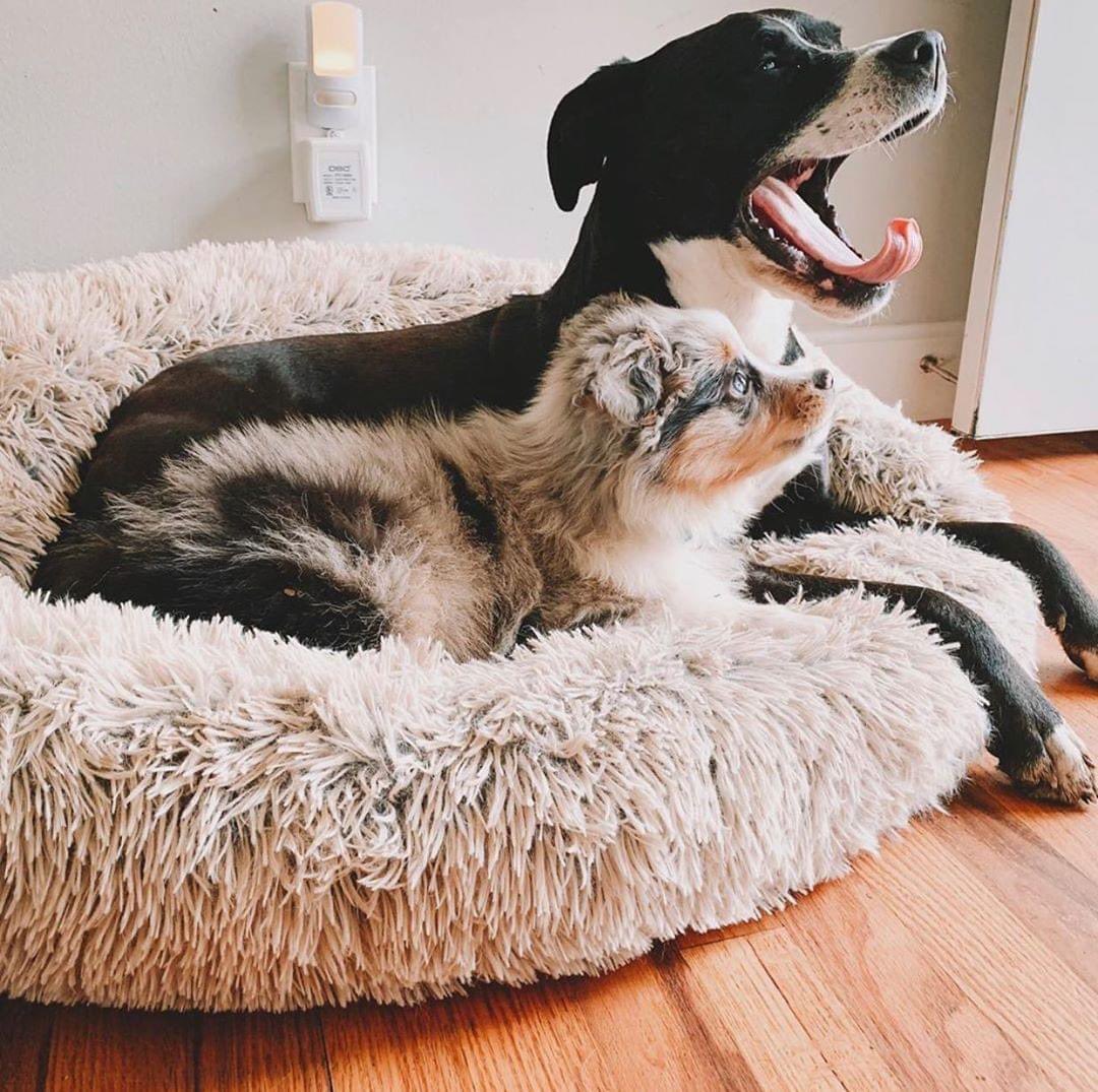 AcademyPaw's tweet photo. Feeling super calm and chilled out in our Calming bed! Takes all our worries away!

Nothing better than a comfy bed! The most heavenly Dog Bed on the Market!
Over 50.000 bed sold last year .
Product of USA

Get yours here : https://t.co/OfHX2RztMz https://t.co/uD4xpkyRxt