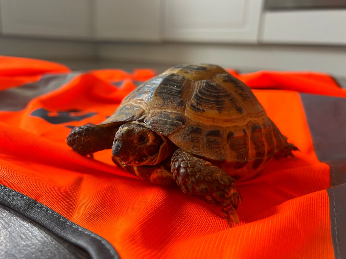 Introducing Terry - the world's first leakage-detecting tortoise, &amp; our newest recruit!🐢 

He's now an official member of the leakage team &amp; has been helping to sniff out leaks on our network thanks to his impeccable sense of smell!  

Read the story: nwg.co.uk/news-and-media…