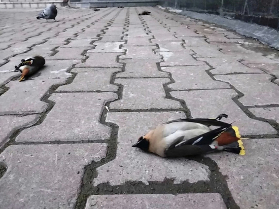 Мослента tweet media