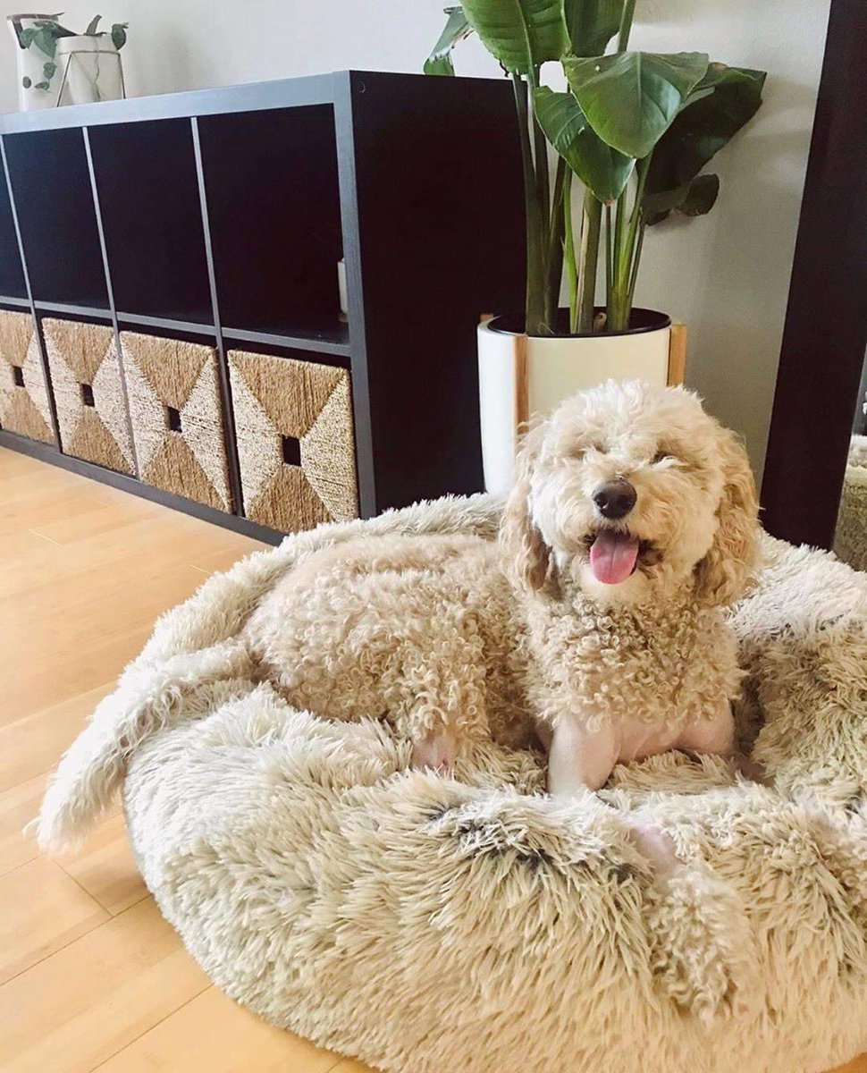 AcademyPaw's tweet photo. Loving my new calming bed. Thank you mommy &amp; daddy for getting me one 🥰🐶❤️

Nothing better than a comfy bed! The most heavenly Dog Bed on the Market!

Product of USA
80% OFF + FREE Express Shipping!
 
Get yours here : https://t.co/OfHX2RztMz https://t.co/fsW7A4Gc2c