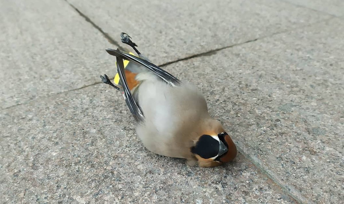 Мослента tweet media