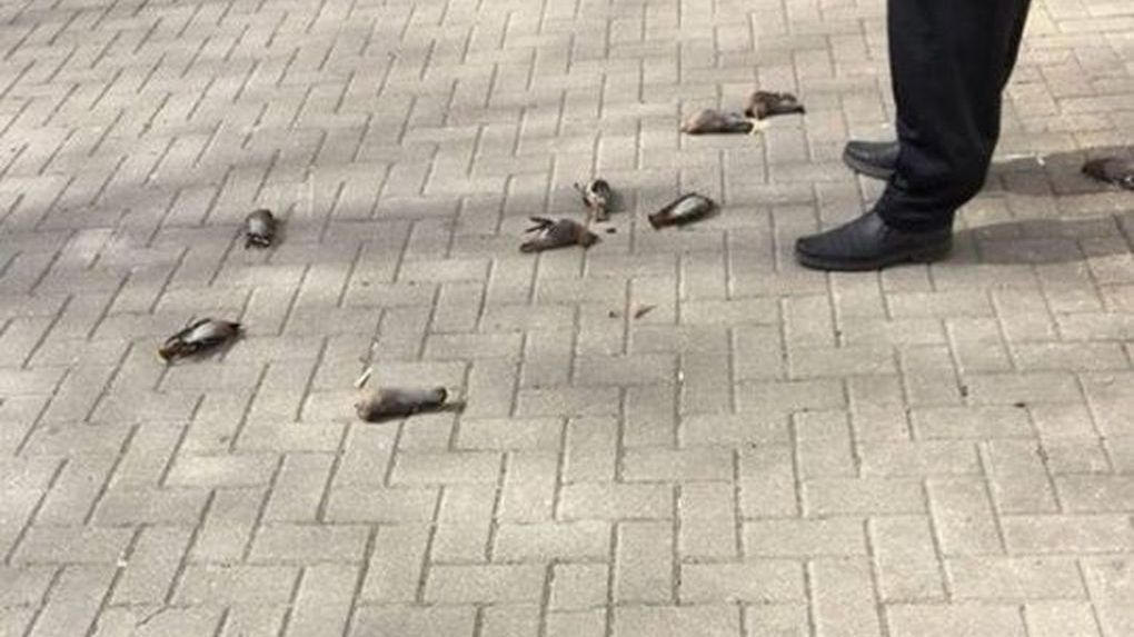 Мослента tweet media